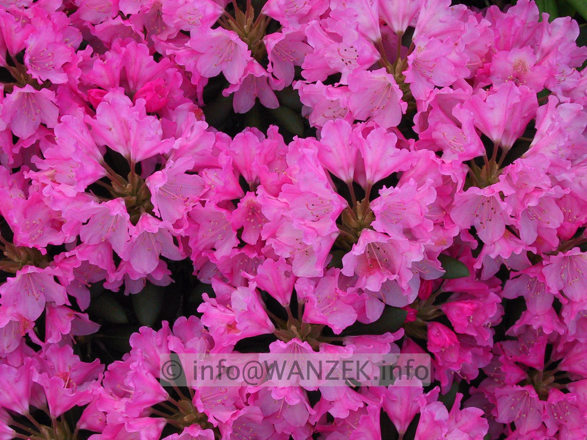 Rhododendron yakushimanum Rosa Wolke.JPG